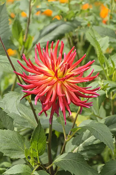487031 - Decorative dahlia (Dahlia Autumn Sunburst)