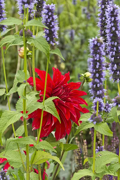 511234 - Decorative dahlia (Dahlia Babylon Red) and hyssop (Agastache)