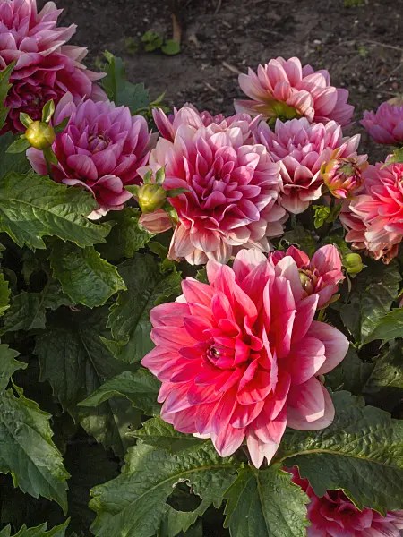 406007 - Decorative dahlia (Dahlia Berliner Kleene)