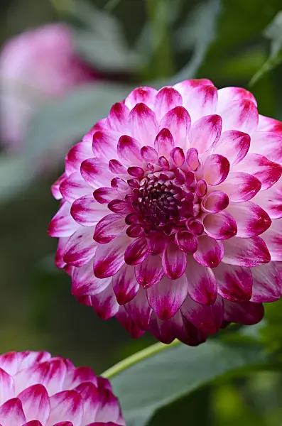 524165 - Decorative dahlia (Dahlia Caproz Pissas)