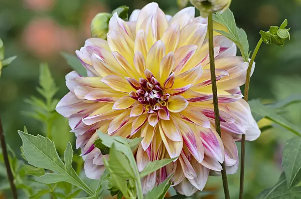524205 - Decorative dahlia (Dahlia Caribbean Fantasy)