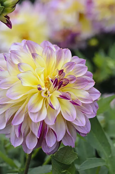 549040 - Decorative dahlia (Dahlia Caribbean Fantasy)