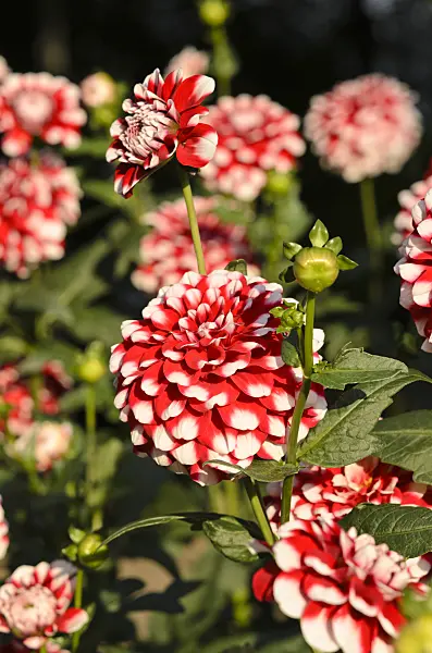 524010 - Decorative dahlia (Dahlia Checkers)
