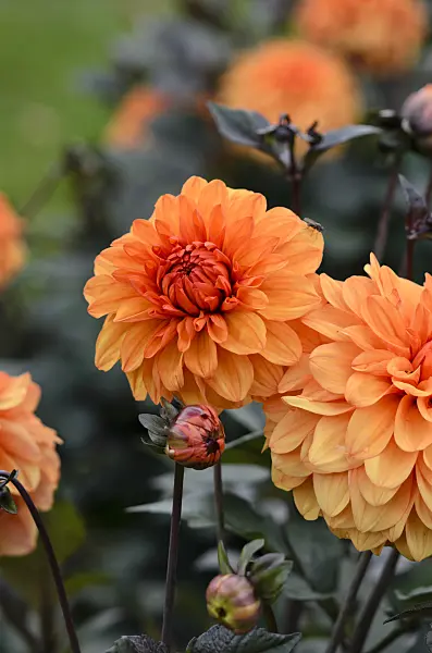 524117 - Decorative dahlia (Dahlia David Howard)