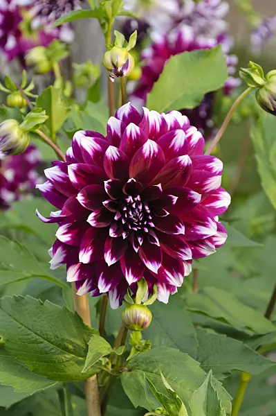 488070 - Decorative dahlia (Dahlia Deuil du Roi Albert)