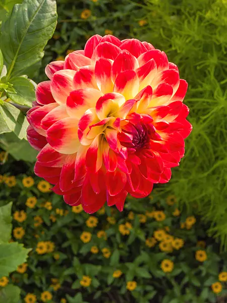 405027 - Decorative dahlia (Dahlia Dynastie)