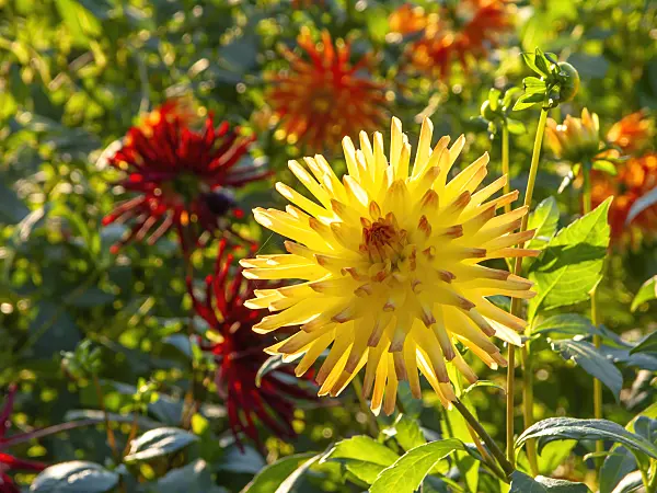 442137 - Decorative dahlia (Dahlia Dynastie)