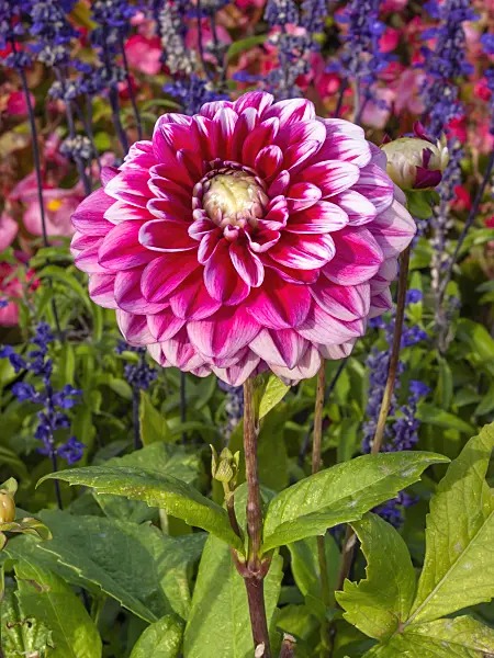 405003 - Decorative dahlia (Dahlia Edinburgh)