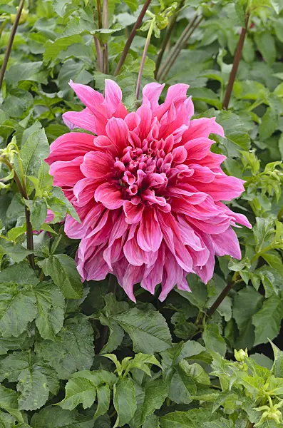 549152 - Decorative dahlia (Dahlia Emory Paul)