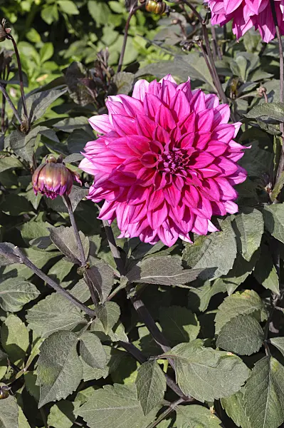 476223 - Decorative dahlia (Dahlia Engelhardts Matador)