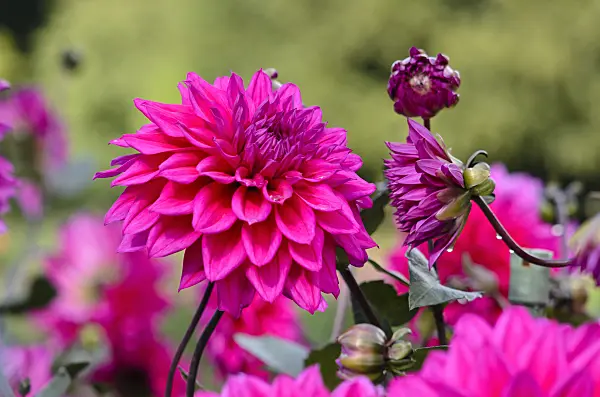 524119 - Decorative dahlia (Dahlia Engelhardts Matador)