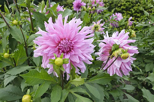 487155 - Decorative dahlia (Dahlia Epping Forest)