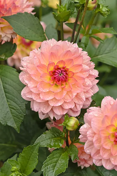 524044 - Decorative dahlia (Dahlia Erna Panzer)