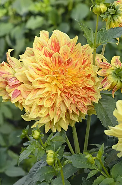 524118 - Decorative dahlia (Dahlia Explosion)