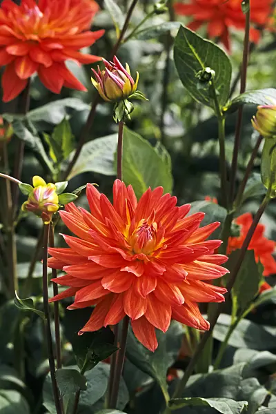 368048 - Decorative dahlia (Dahlia Fürst Pückler)