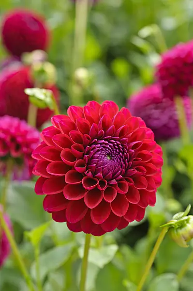 476136 - Decorative dahlia (Dahlia Gainesville)