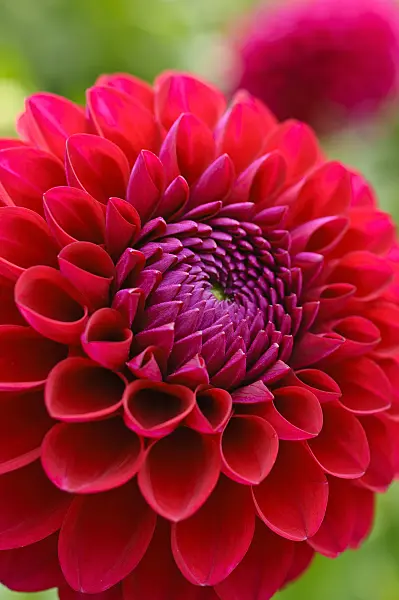 476137 - Decorative dahlia (Dahlia Gainesville)