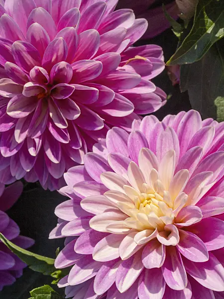 417016 - Decorative dahlia (Dahlia Gallery Rembrandt)