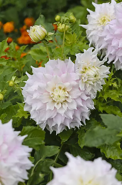 524026 - Decorative dahlia (Dahlia Gitts Perfection)