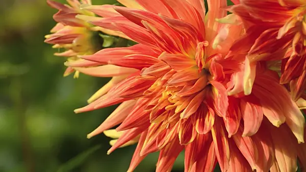 501084 - Decorative dahlia (Dahlia Gladiator)