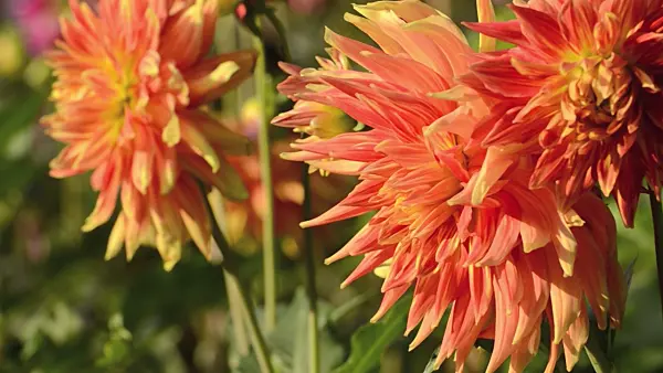 501085 - Decorative dahlia (Dahlia Gladiator)