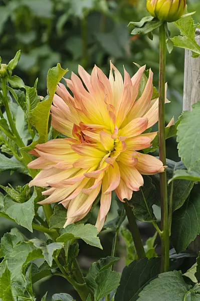 487140 - Decorative dahlia (Dahlia Globetrotter)