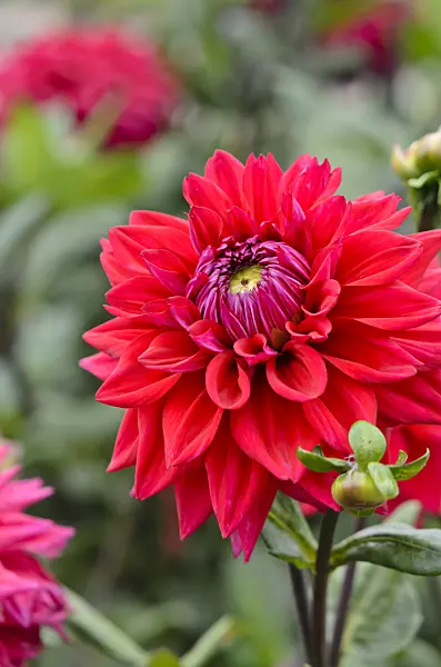 548049 - Decorative dahlia (Dahlia Hapet First David)