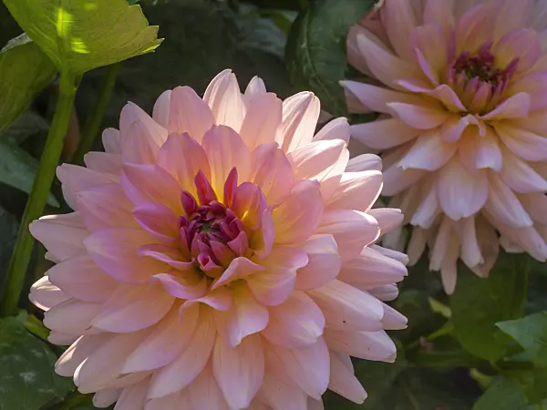 405051 - Decorative dahlia (Dahlia Harzfee)