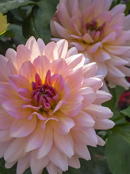 405052 - Decorative dahlia (Dahlia Harzfee)