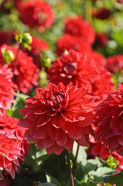 487286 - Decorative dahlia (Dahlia Heatwave)