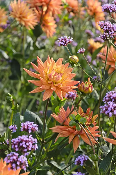 487268 - Decorative dahlia (Dahlia Karma Naomi) and purpletop vervain (Verbena bonariensis)