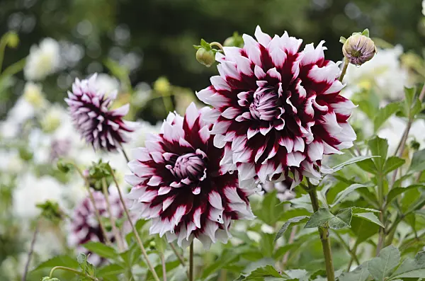 524037 - Decorative dahlia (Dahlia Kazusa-shiranami)