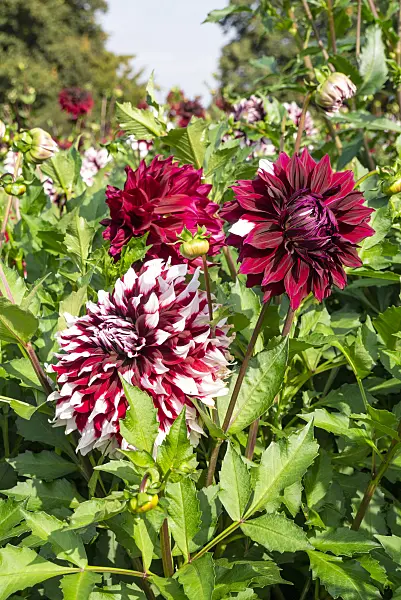 625050 - Decorative dahlia (Dahlia Kazusa-shiranami)