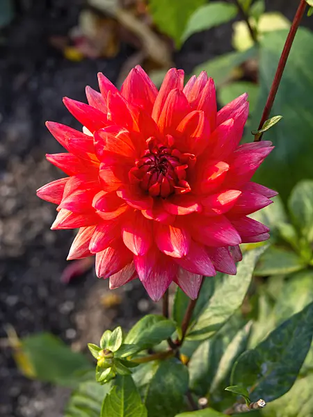 442135 - Decorative dahlia (Dahlia Killesberg)