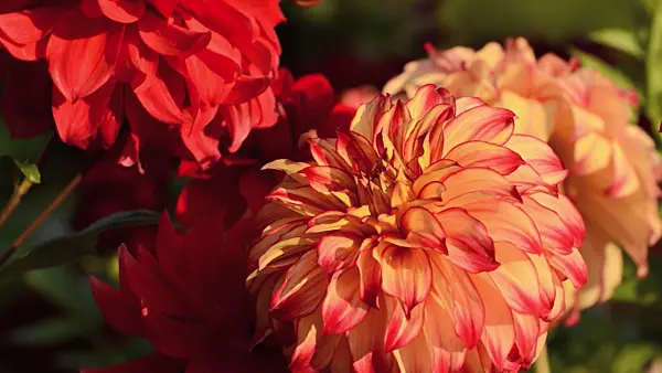 500168 - Decorative dahlia (Dahlia Lady Darlene)