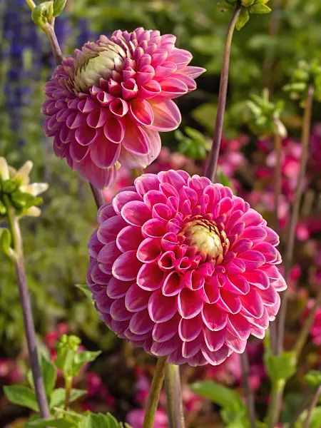 405004 - Decorative dahlia (Dahlia Lambada)