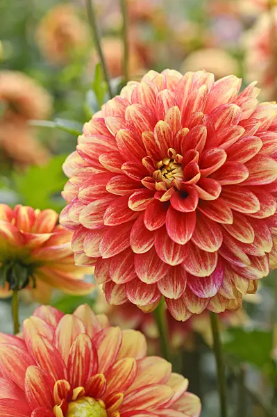 476140 - Decorative dahlia (Dahlia Maxime)