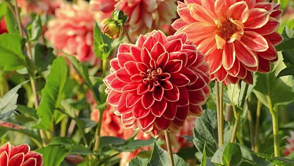 500160 - Decorative dahlia (Dahlia Maxime)