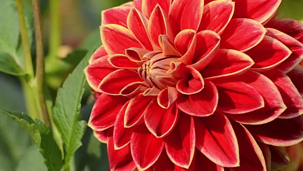 500161 - Decorative dahlia (Dahlia Maxime)