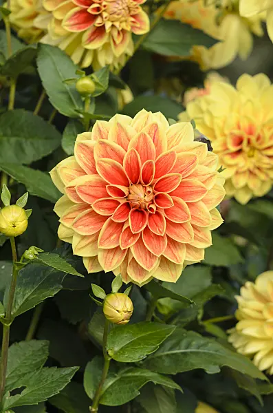 525428 - Decorative dahlia (Dahlia Maxime)