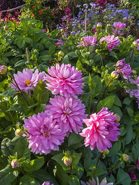 405060 - Decorative dahlia (Dahlia Otto's Thrill)