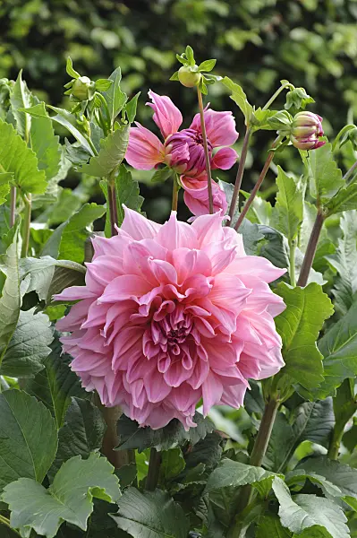 487150 - Decorative dahlia (Dahlia Otto's Thrill)