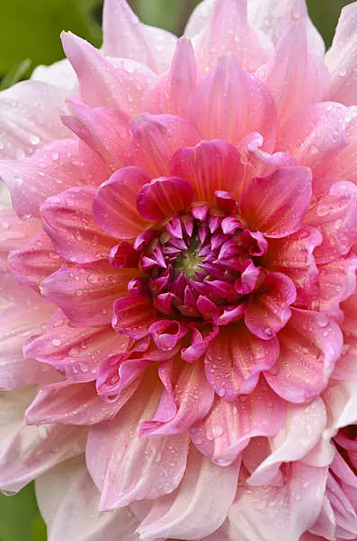 524027 - Decorative dahlia (Dahlia Otto's Thrill)