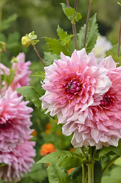 524028 - Decorative dahlia (Dahlia Otto's Thrill)