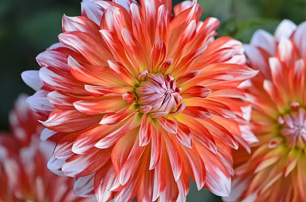 524207 - Decorative dahlia (Dahlia Picara)