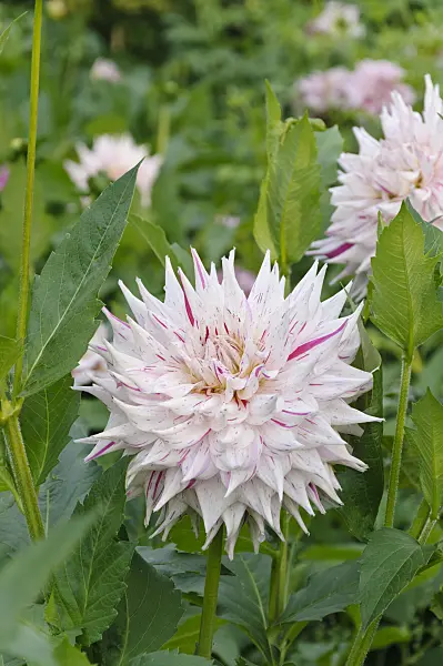 488071 - Decorative dahlia (Dahlia Prince Valiant)