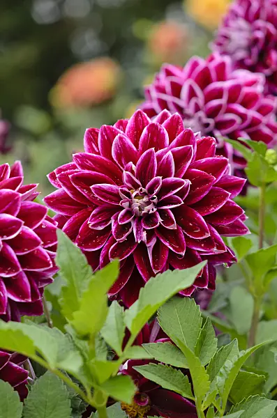 524040 - Decorative dahlia (Dahlia Purple Pearl)