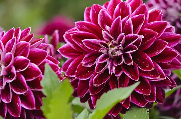 524041 - Decorative dahlia (Dahlia Purple Pearl)