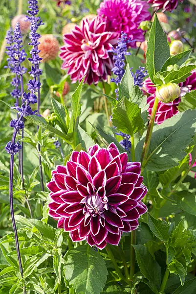 625053 - Decorative dahlia (Dahlia Purple Pearl)