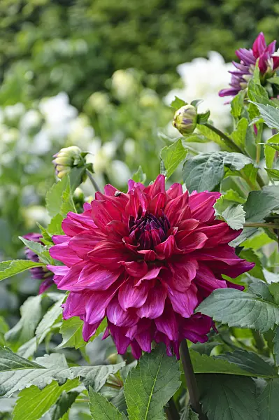 487154 - Decorative dahlia (Dahlia Purple Taiheijo)